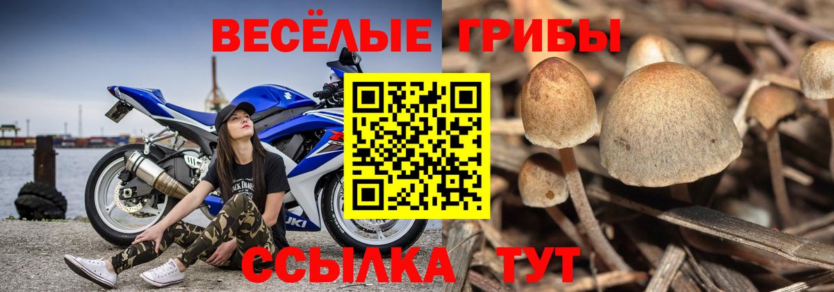 Псилоцибиновые грибы прущие грибы Малгобек